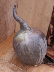 PICT3471.JPG