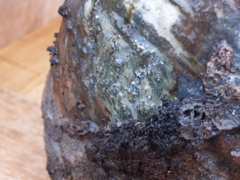 PICT3481.JPG