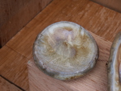 PICT3453.JPG