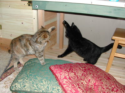 anagama kiln's cats