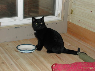 anagama kiln's cats