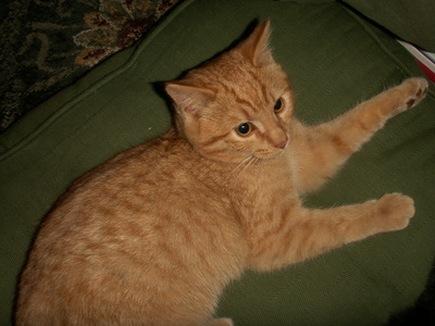 anagama kiln's cats