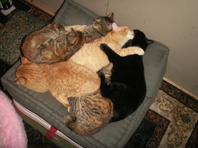 anagama kiln's cats