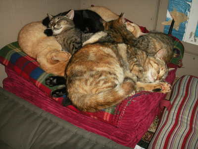 anagama kiln's cats