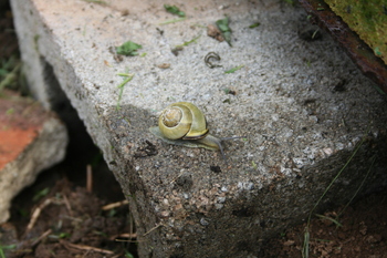 snail on kiln base snail on kiln base