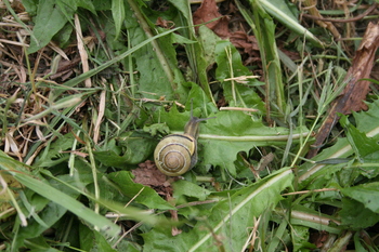 one of the many snails inhabiting the studio back yard -- this one got saved one of the many snails inhabiting the studio back yard -- this one got saved